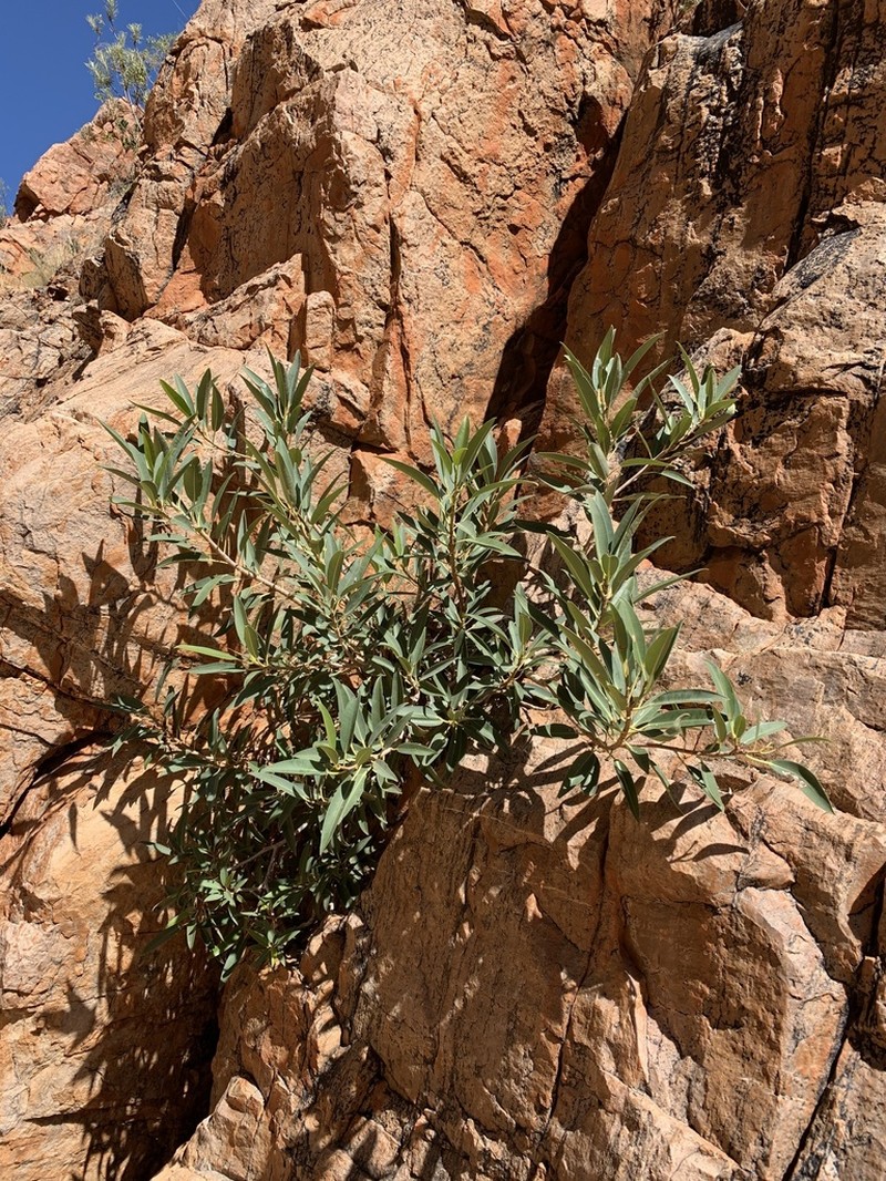 Ficus desertorum photo 2