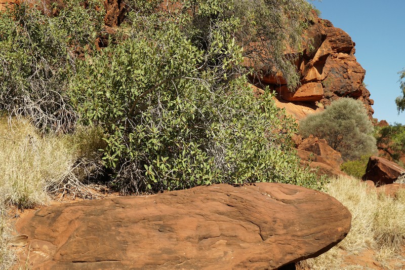 Ficus desertorum photo 3