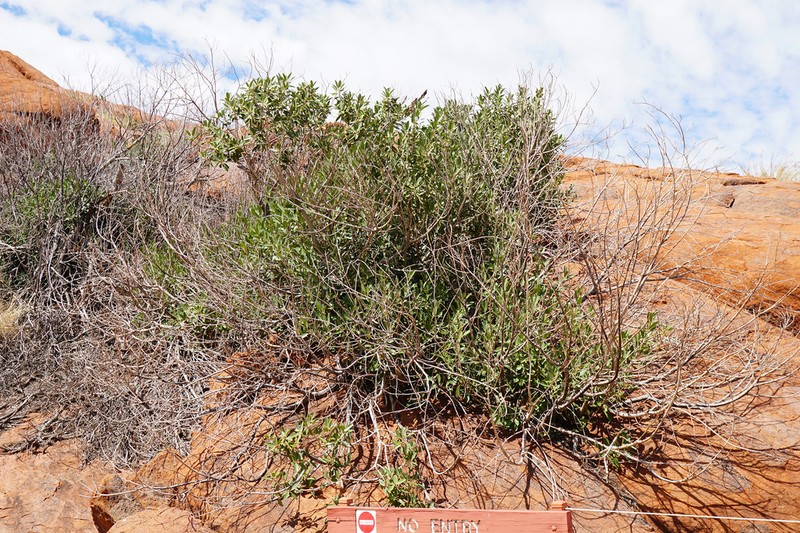 Ficus desertorum photo 4