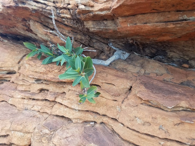 Ficus desertorum photo 5