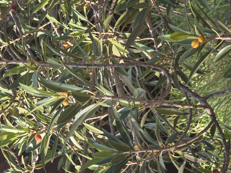 Ficus desertorum photo 6