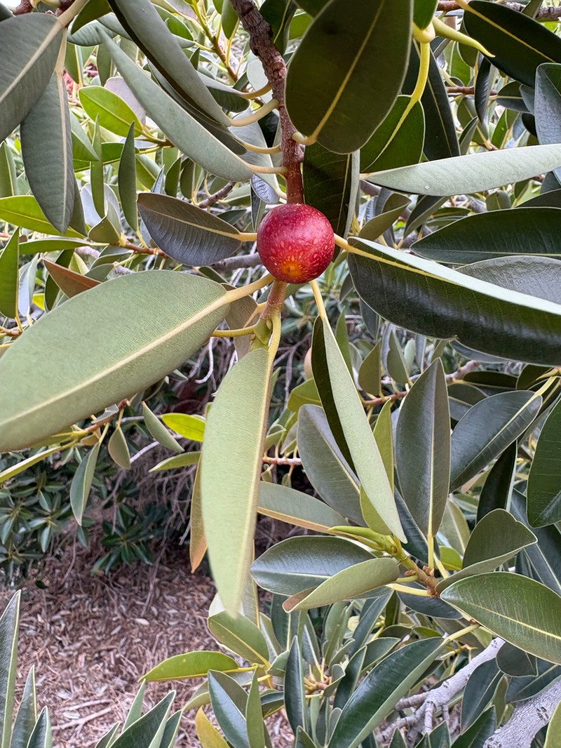 Ficus desertorum photo 7