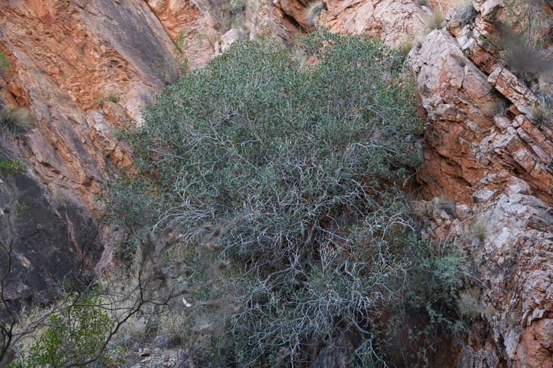 Ficus desertorum photo 8