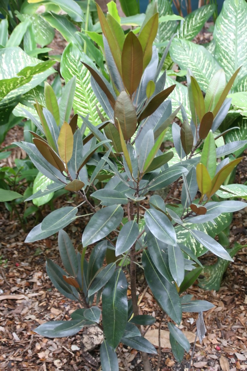 Ficus destruens