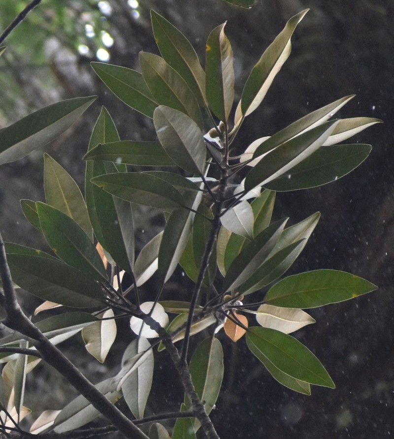 Ficus destruens photo 4