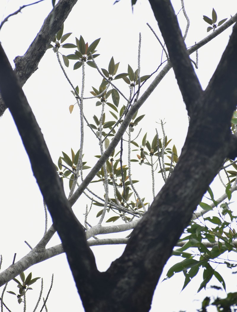 Ficus destruens photo 5