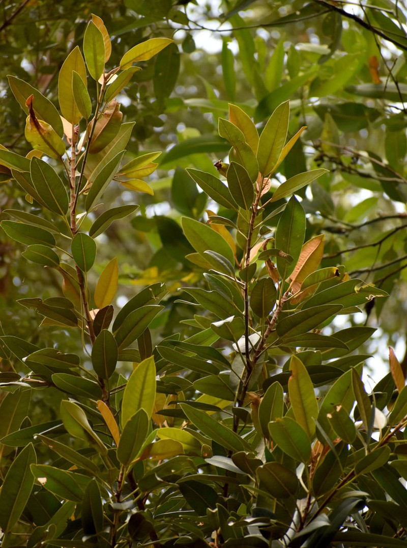 Ficus destruens photo 6