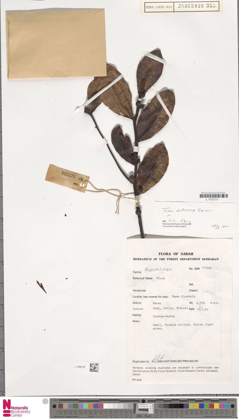 Ficus detonsa