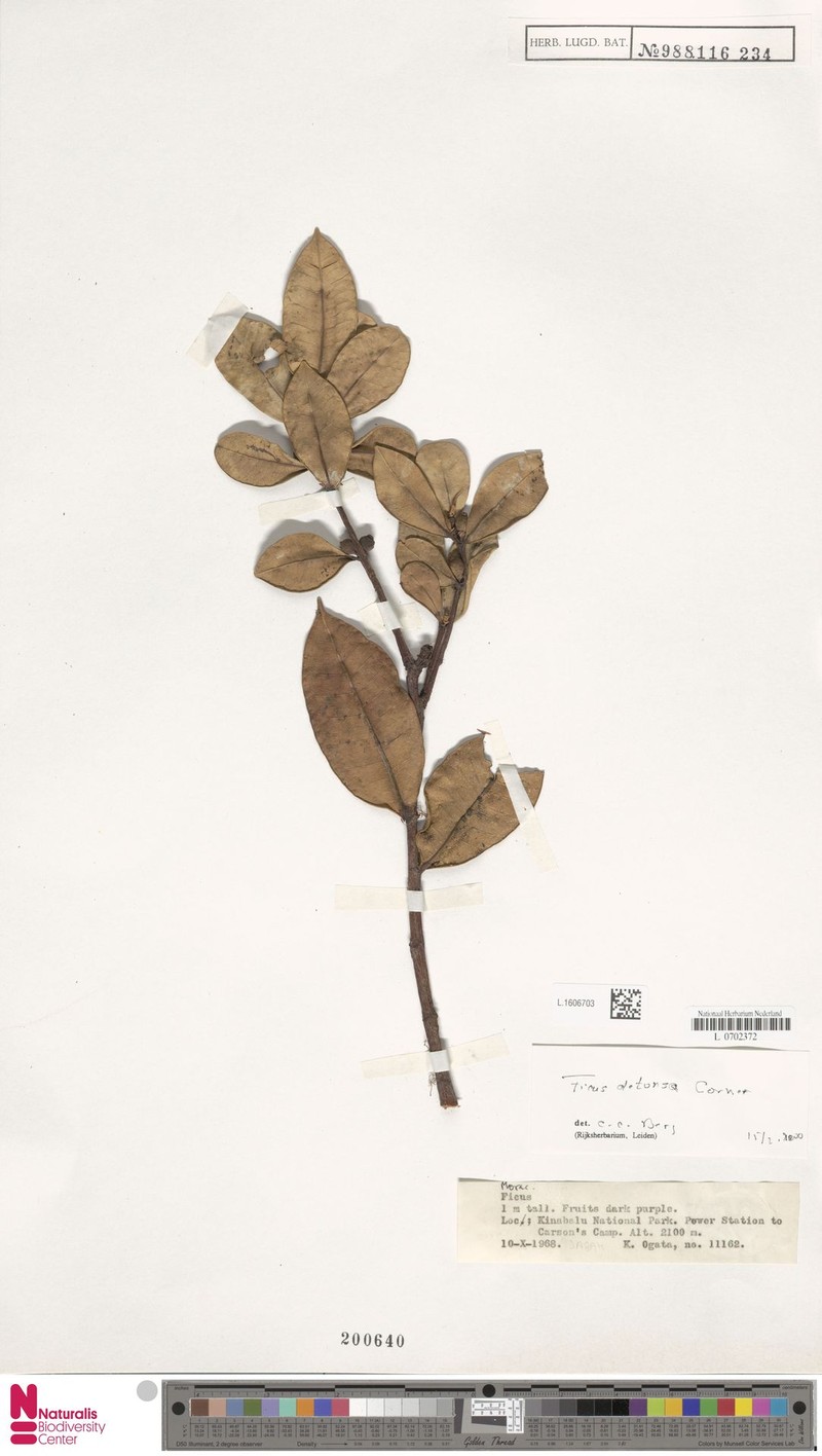 Ficus detonsa photo 2