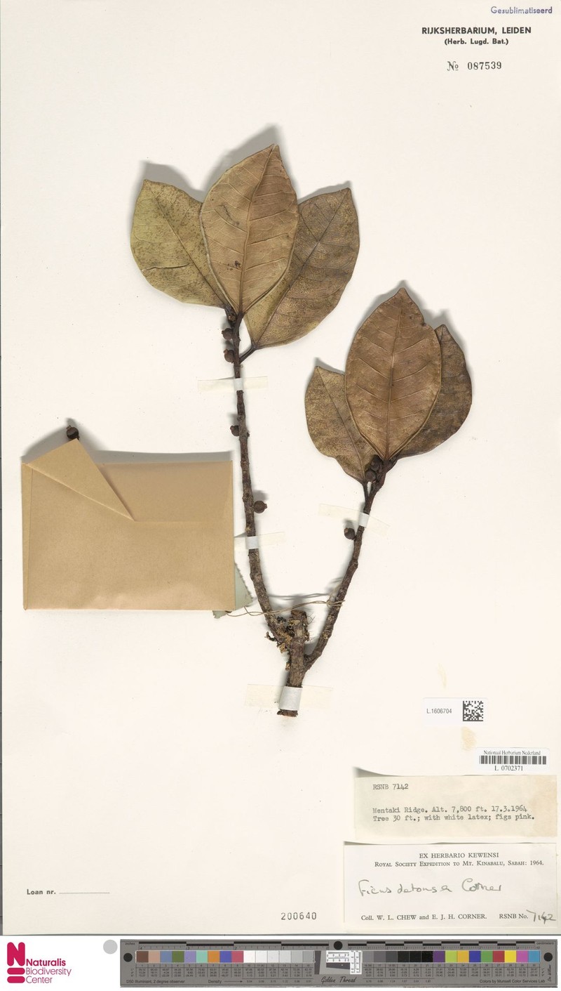 Ficus detonsa photo 3