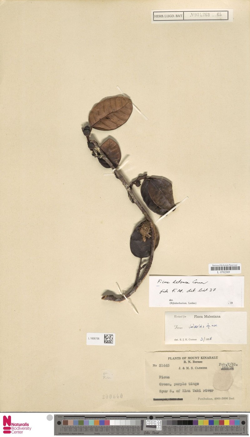 Ficus detonsa photo 4