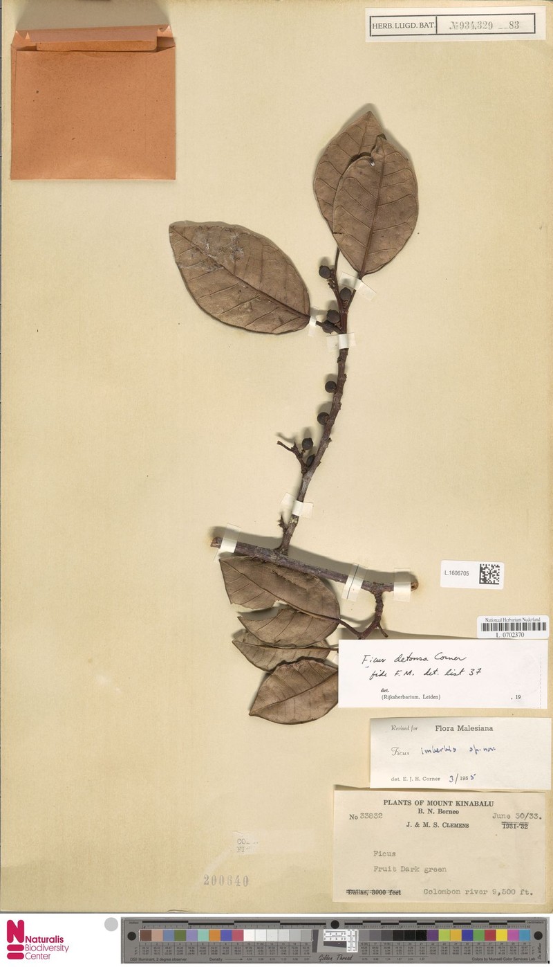 Ficus detonsa photo 5