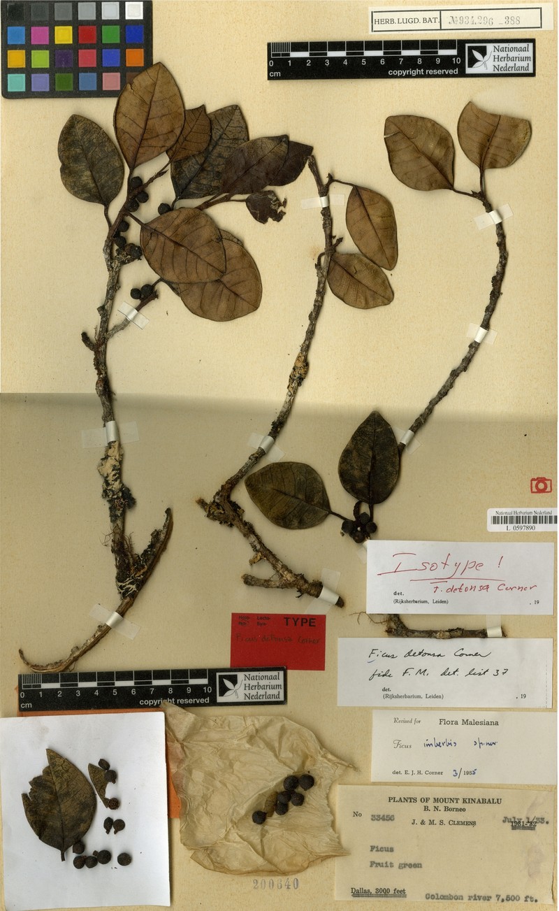 Ficus detonsa photo 6