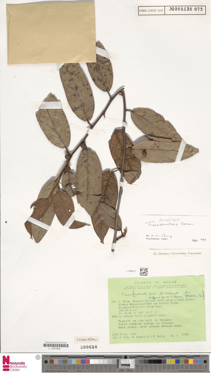 Ficus devestiens