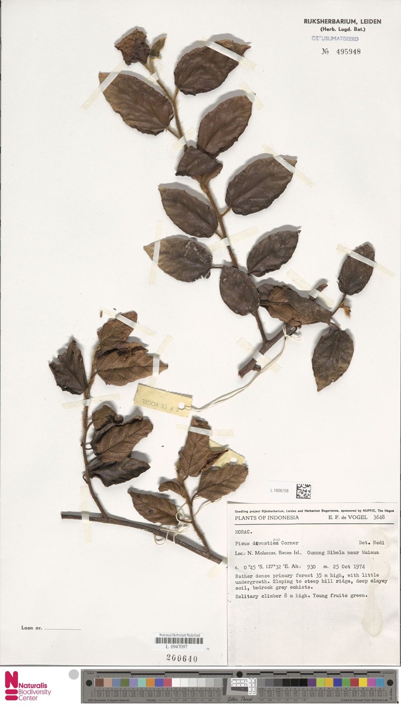 Ficus devestiens photo 2