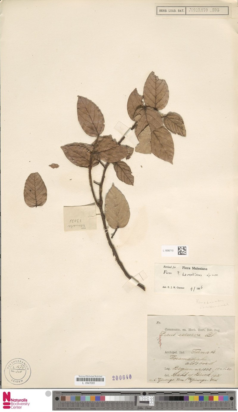 Ficus devestiens photo 3