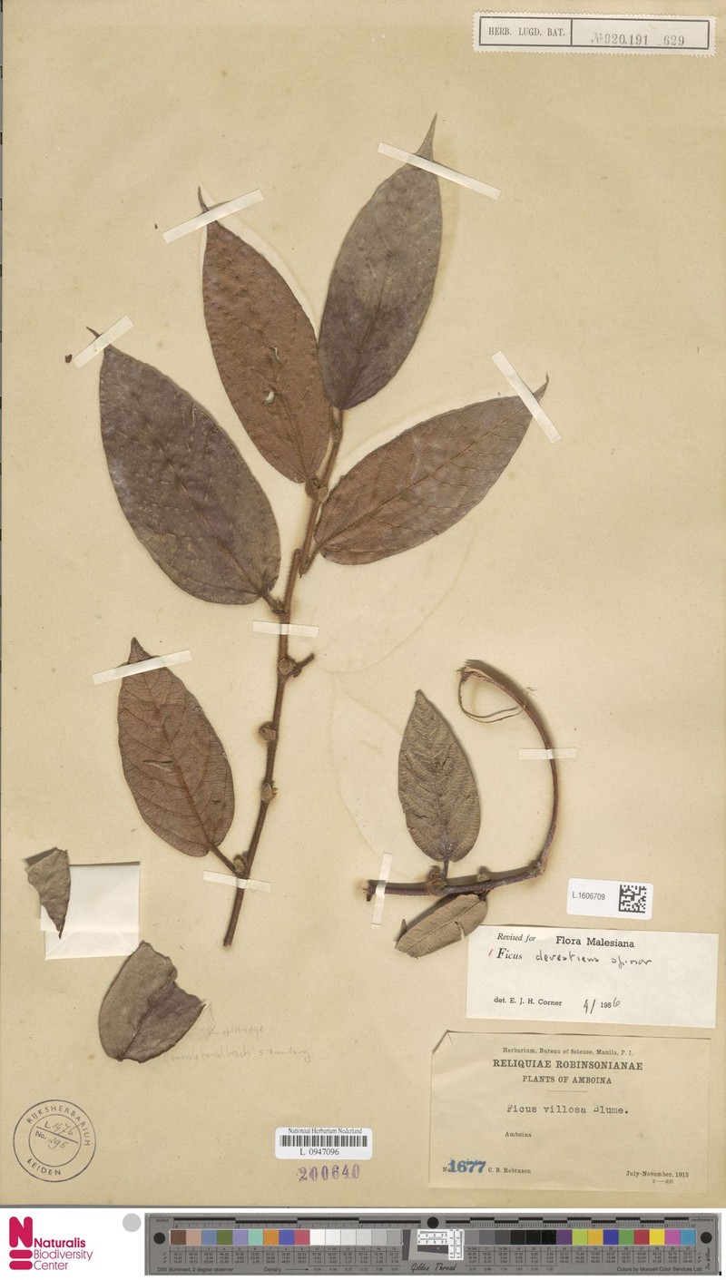 Ficus devestiens photo 4