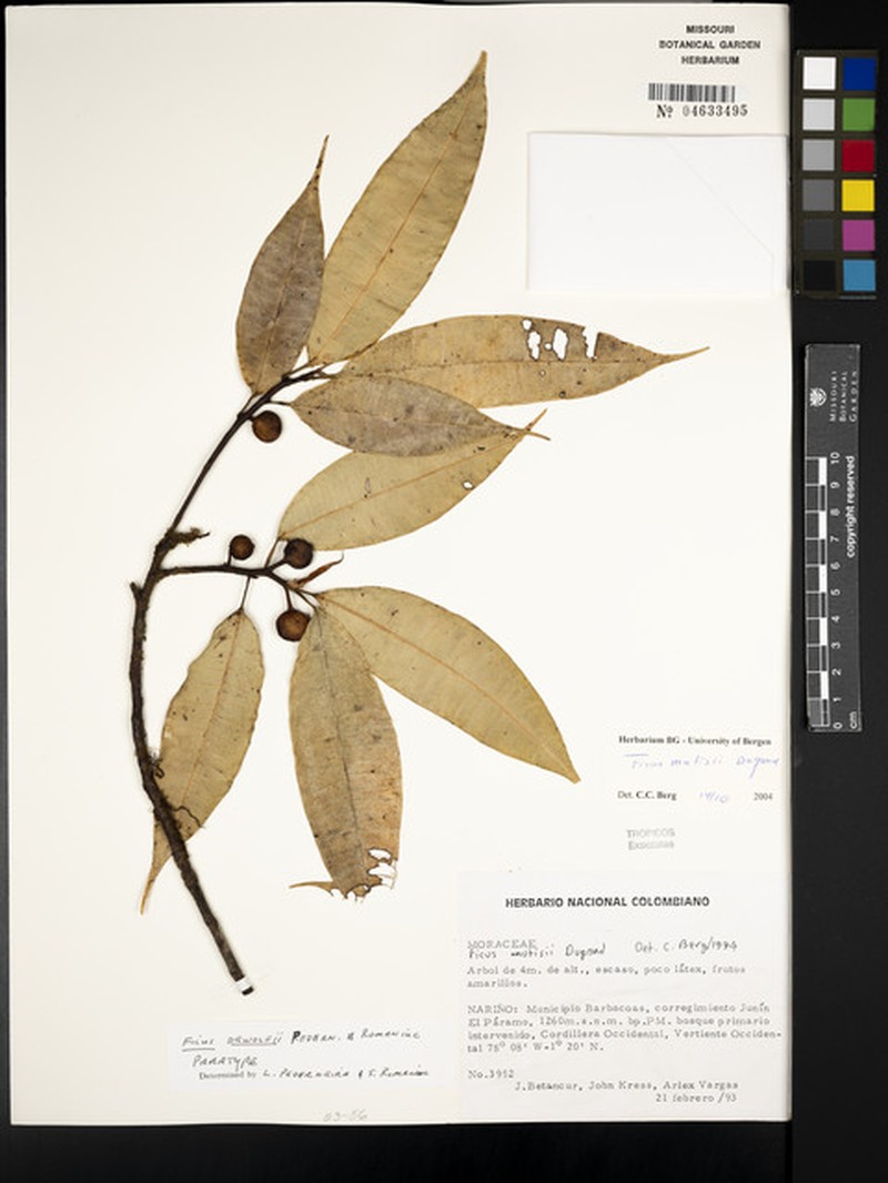 Ficus dewolfii