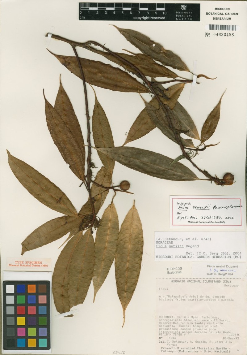 Ficus dewolfii photo 2