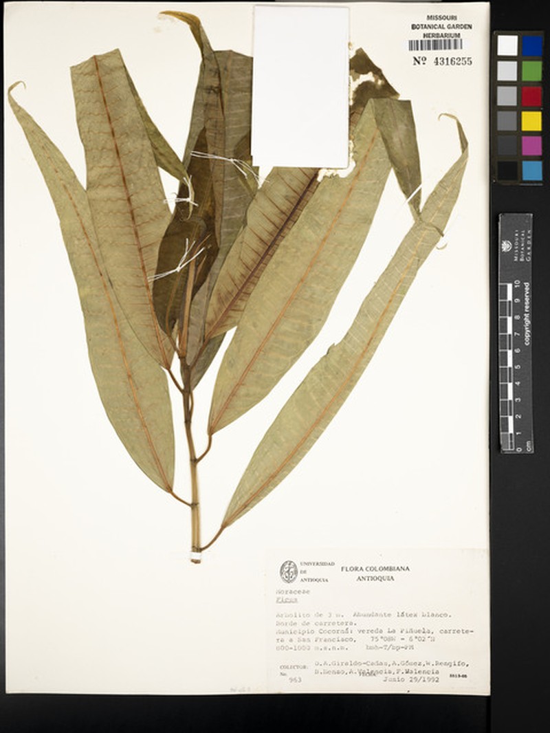 Ficus dewolfii photo 3