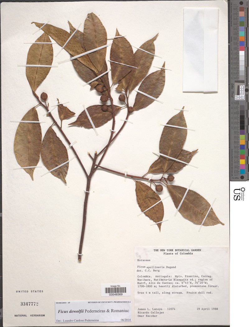 Ficus dewolfii photo 4