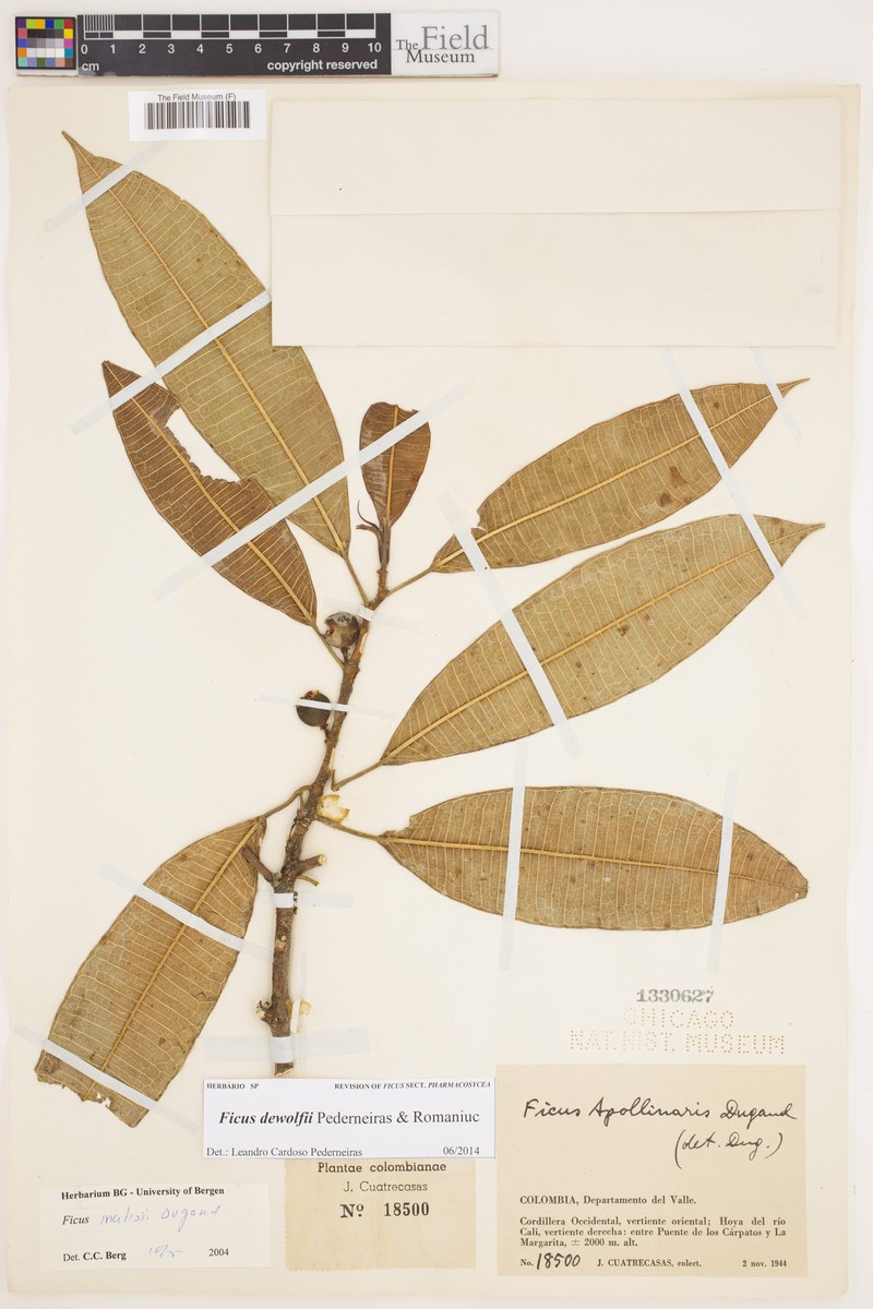 Ficus dewolfii photo 5