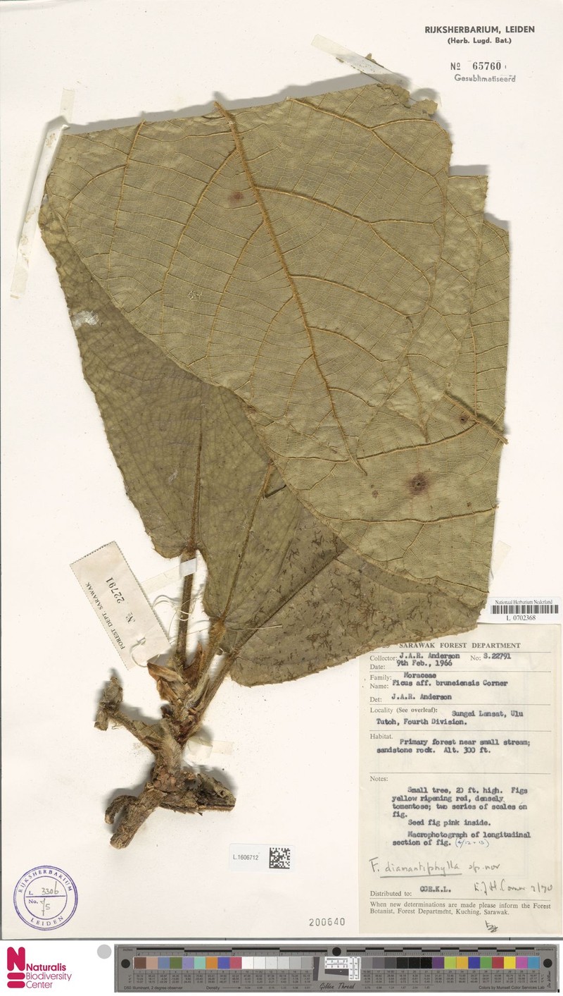 Ficus diamantiphylla