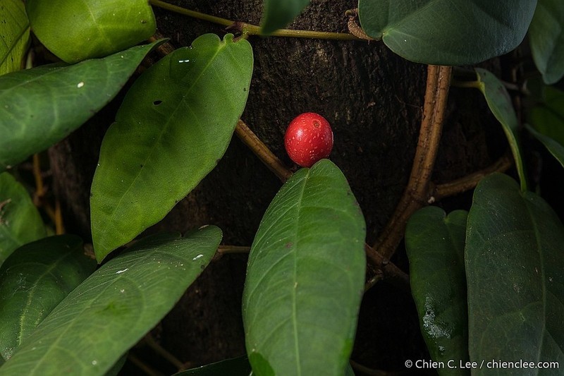 Ficus diandra
