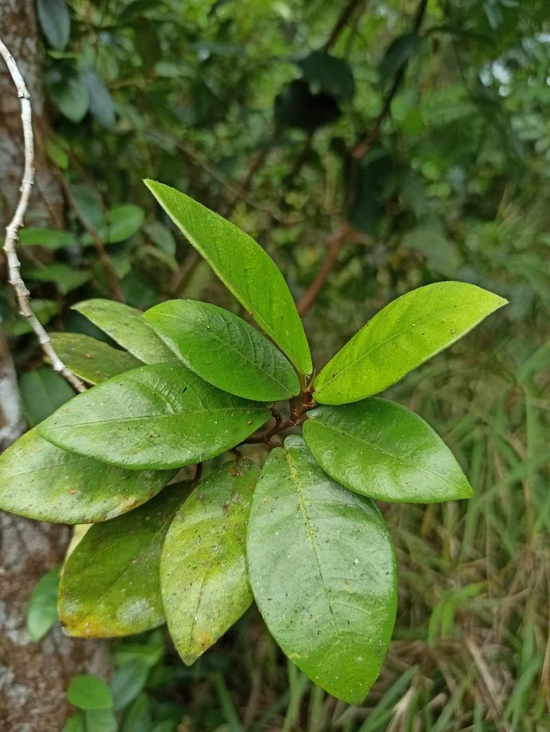 Ficus diandra photo 2