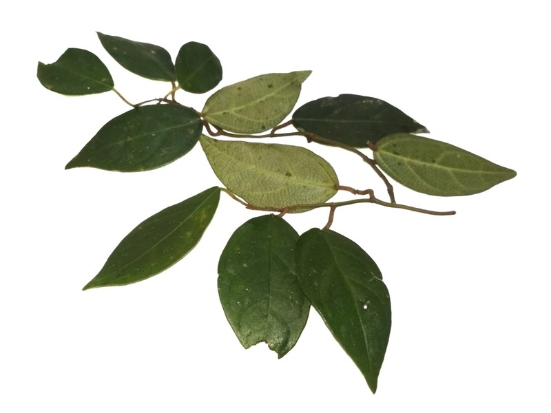 Ficus diandra photo 3