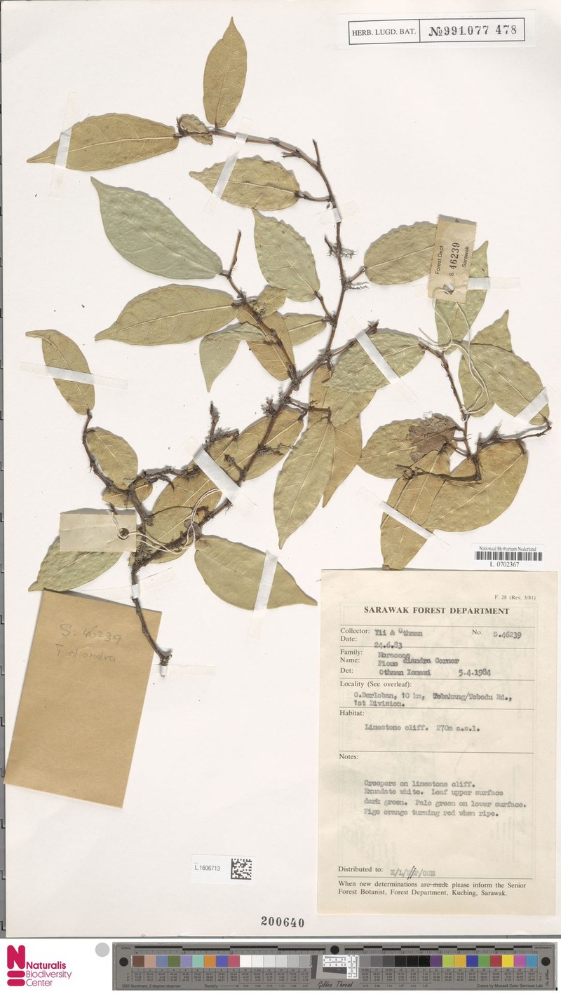 Ficus diandra photo 4