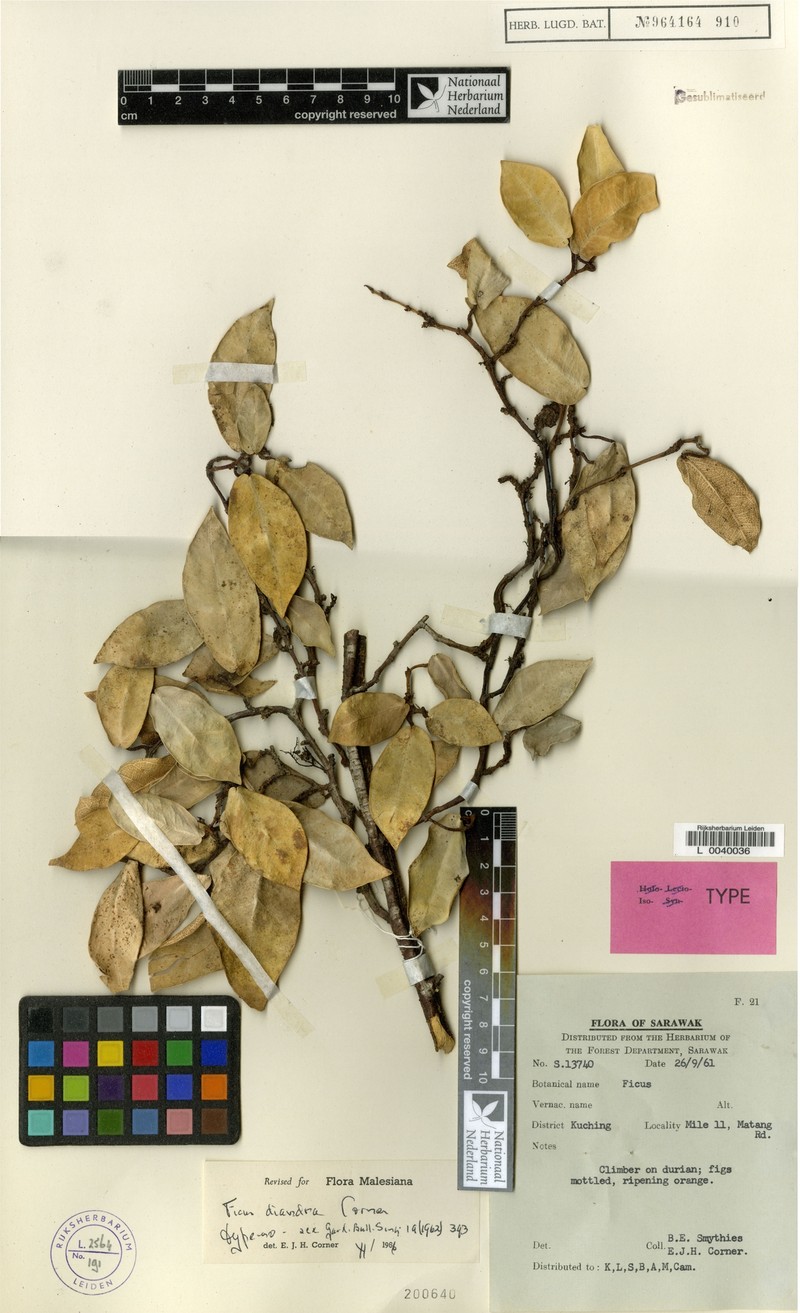 Ficus diandra photo 5