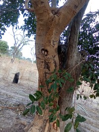 Ficus dicranostyla