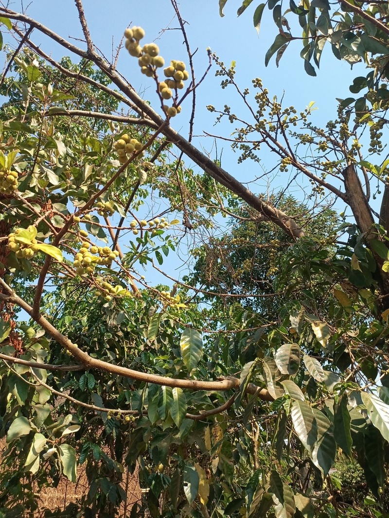 Ficus dicranostyla photo 2