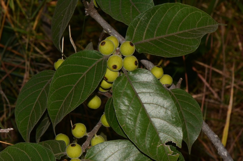 Ficus dicranostyla photo 3