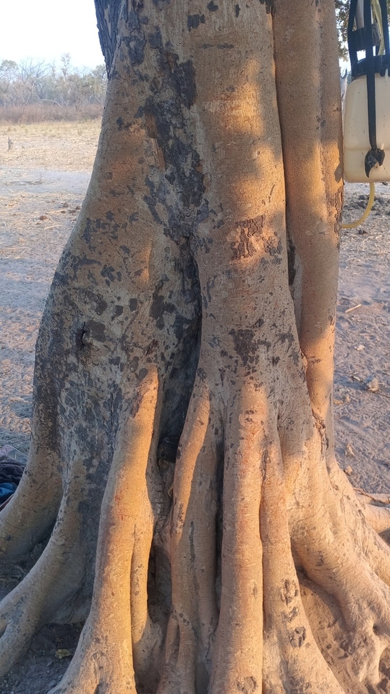 Ficus dicranostyla photo 4