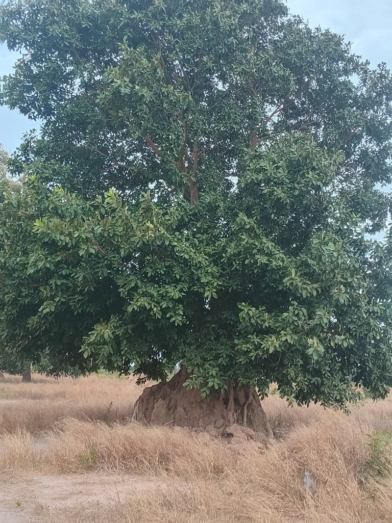 Ficus dicranostyla photo 5