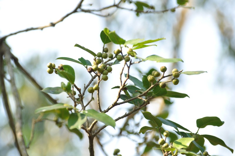 Ficus dicranostyla photo 6