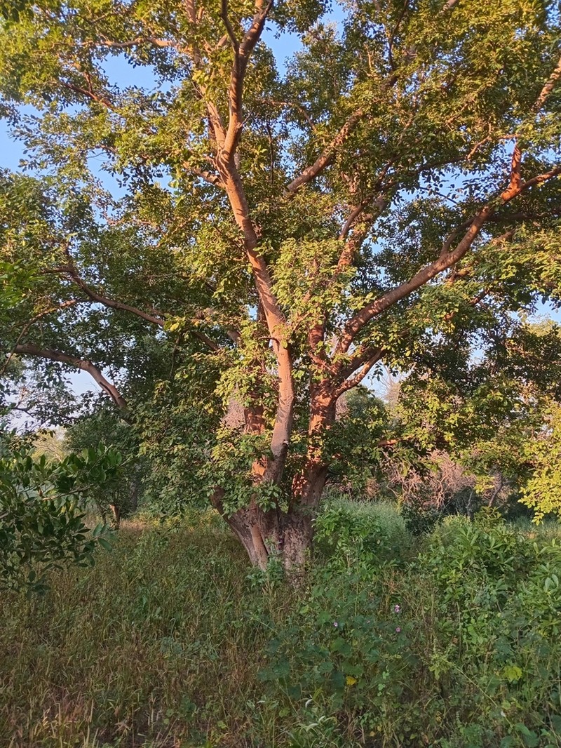 Ficus dicranostyla photo 7