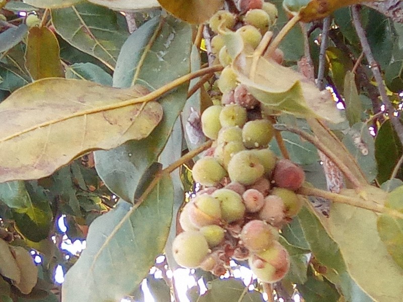 Ficus dicranostyla photo 8