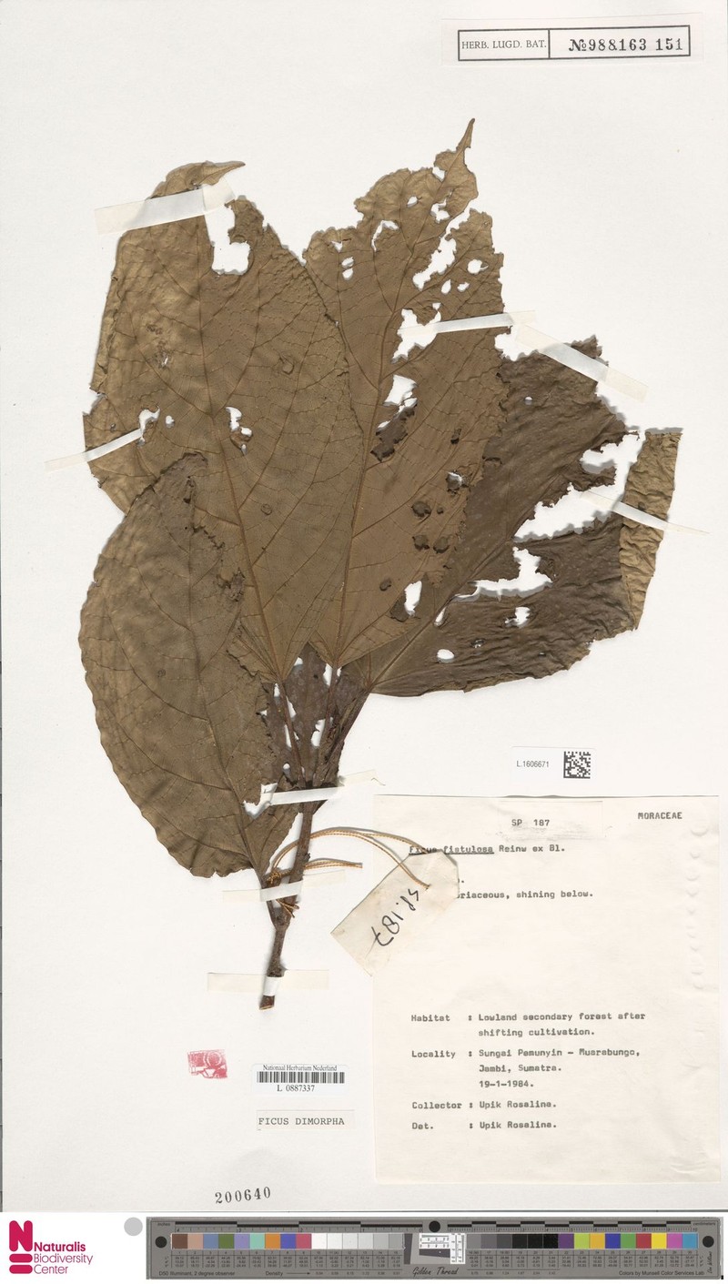 Ficus dimorpha