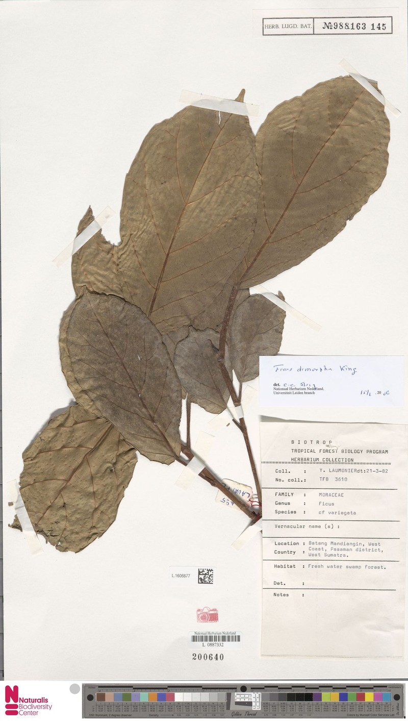 Ficus dimorpha photo 2