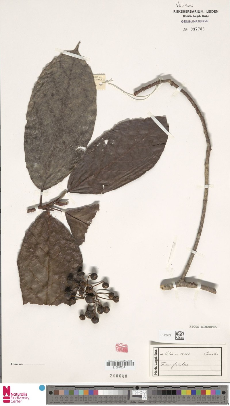 Ficus dimorpha photo 3