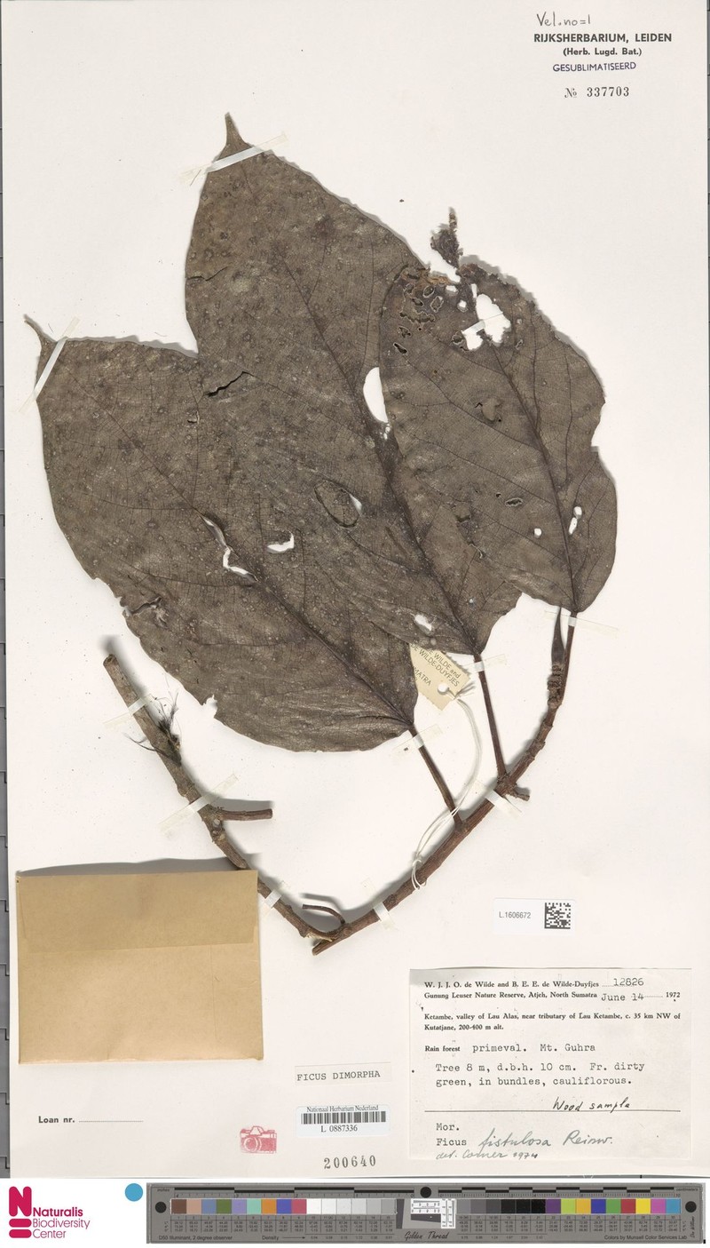 Ficus dimorpha photo 4