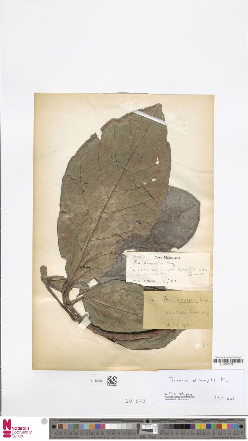 Ficus dimorpha photo 6