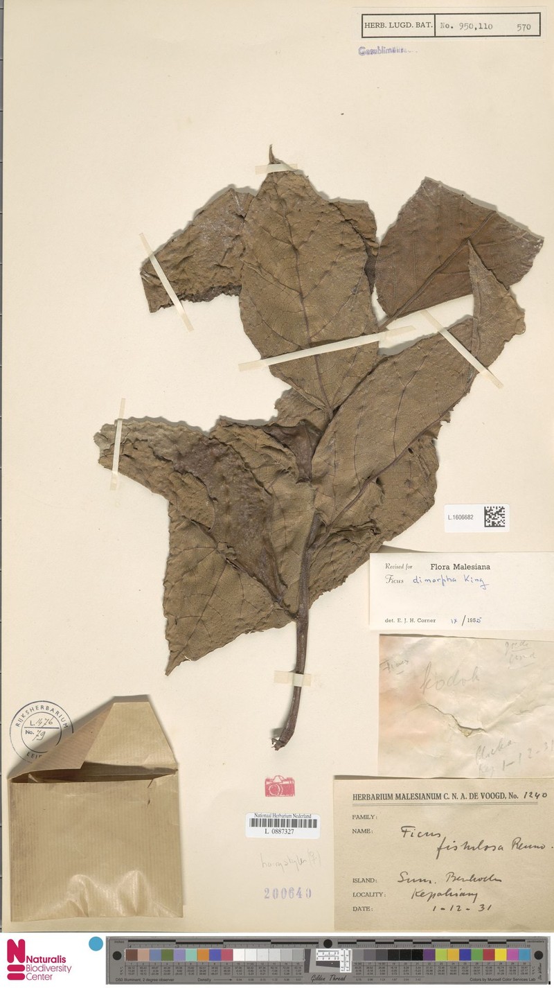 Ficus dimorpha photo 7