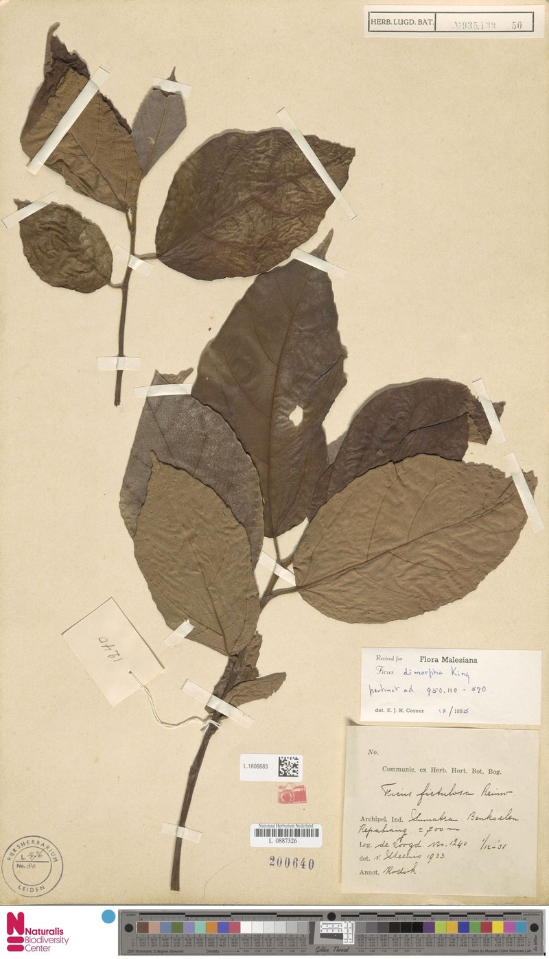 Ficus dimorpha photo 8