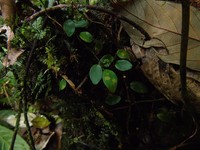 Ficus disticha
