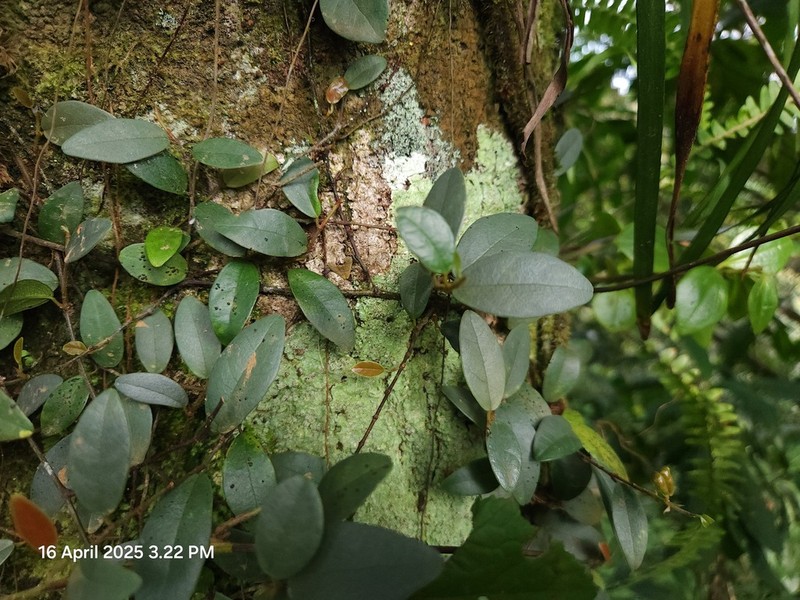 Ficus disticha photo 3