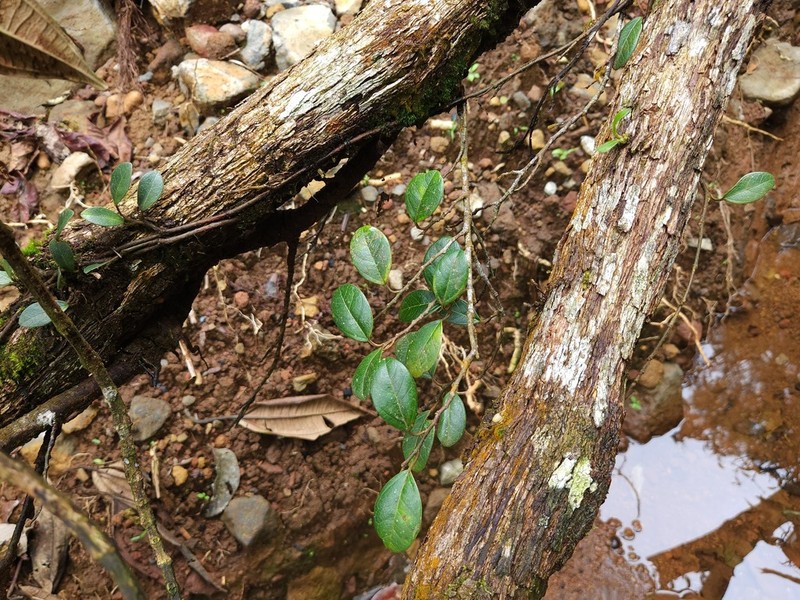 Ficus disticha photo 4